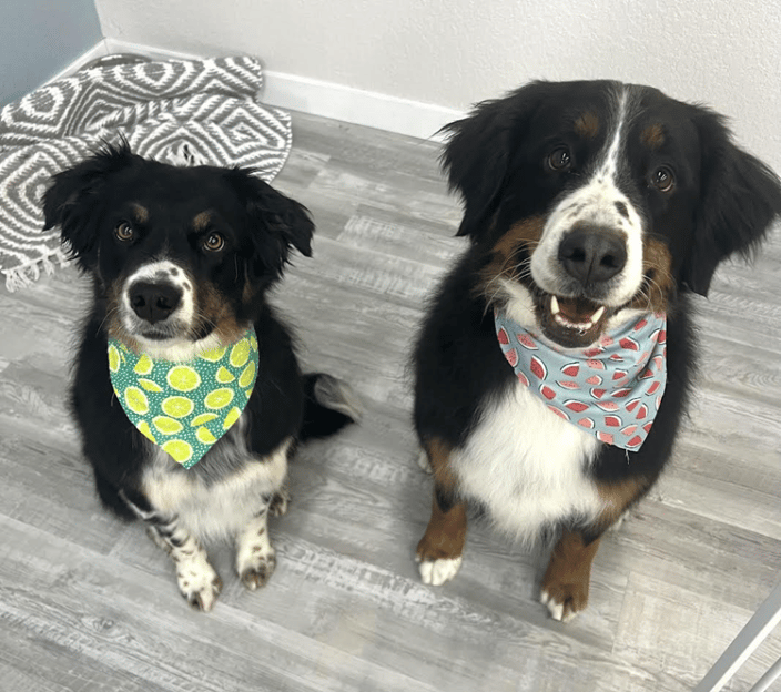 brother and sister deshed