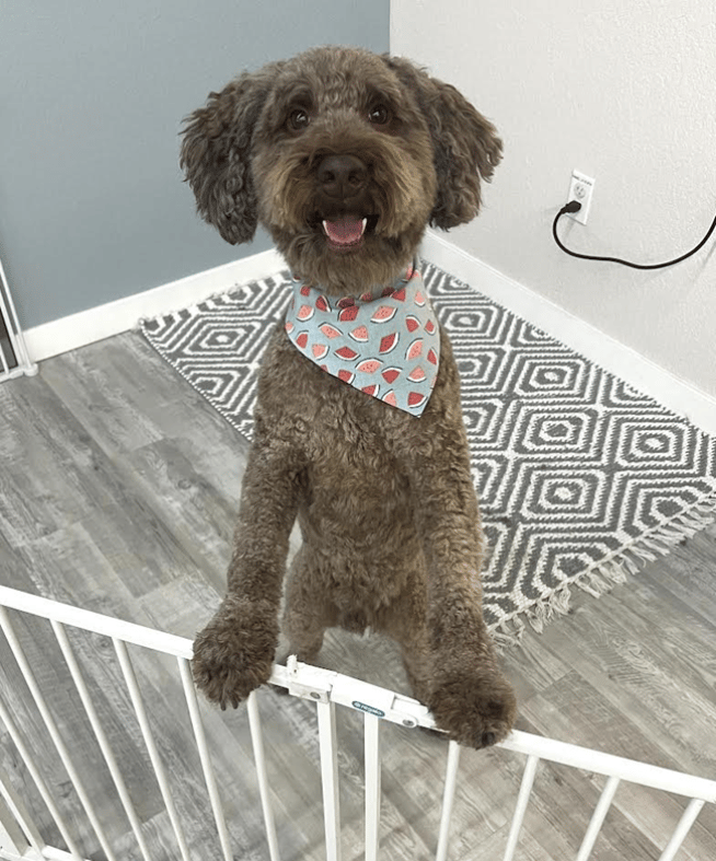 happy dog after being groomed