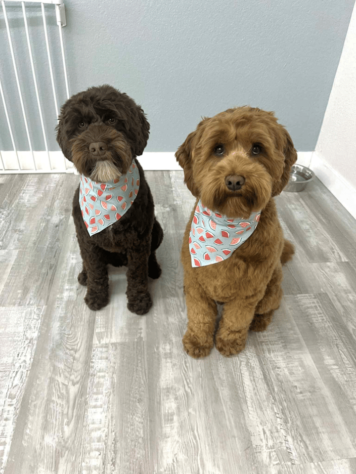 golden doodle groom