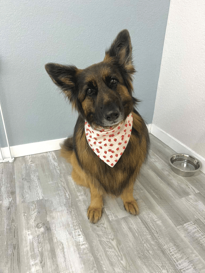 german shepard deshed