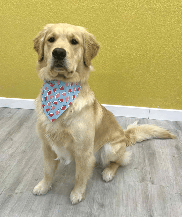 golden retriever grooming