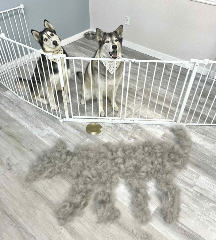 huskies after deshed and bath