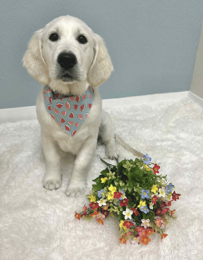 puppy spring photo after grooming