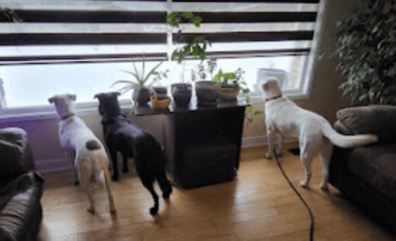 Happy Pups at the Window