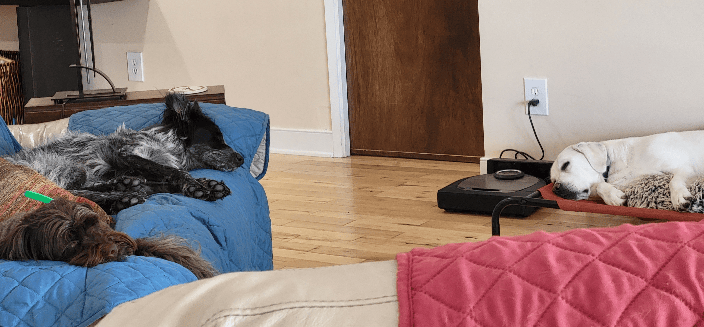 Rest Time at AwesomeDog