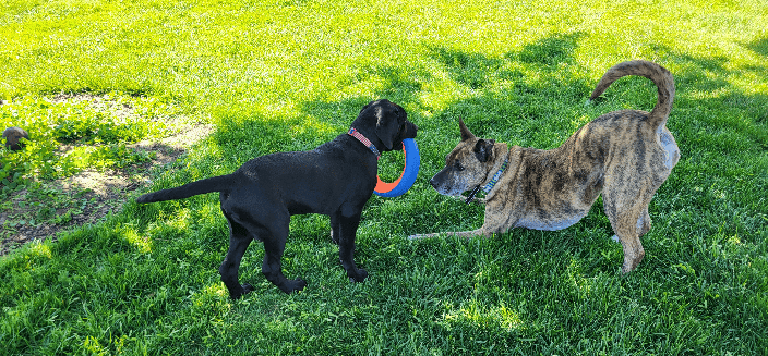 Playtime at AwesomeDog