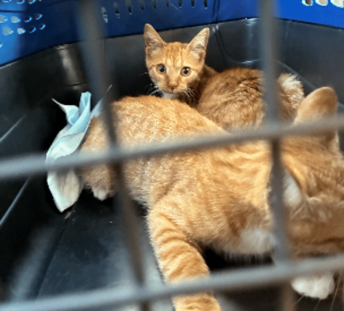 pet transport chicago IL