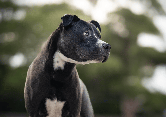 Portrait of a black and white pet 