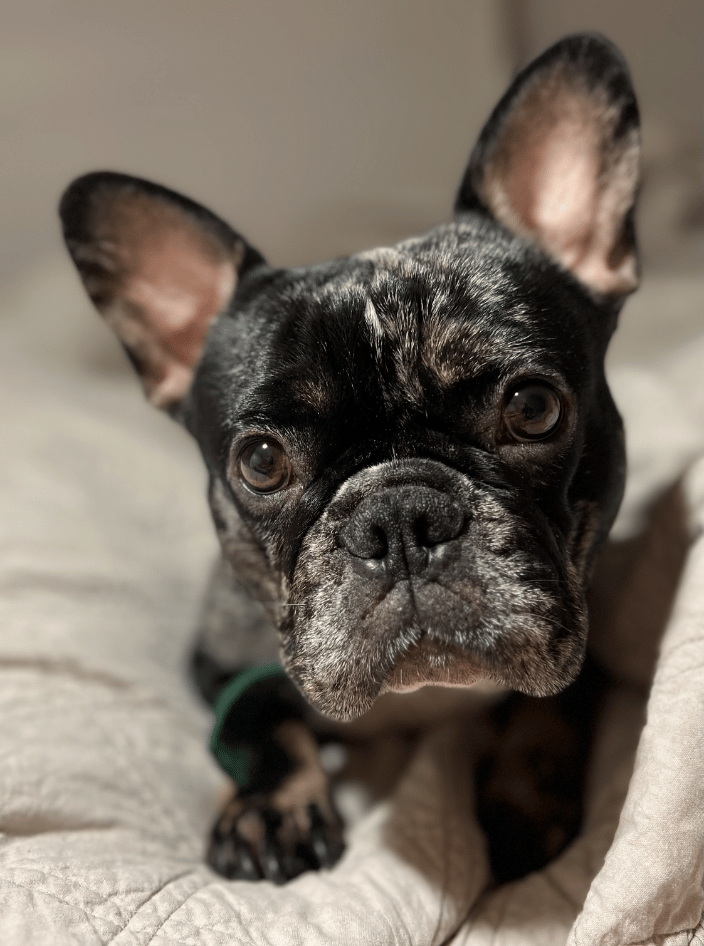 Portrait of a French Bulldog