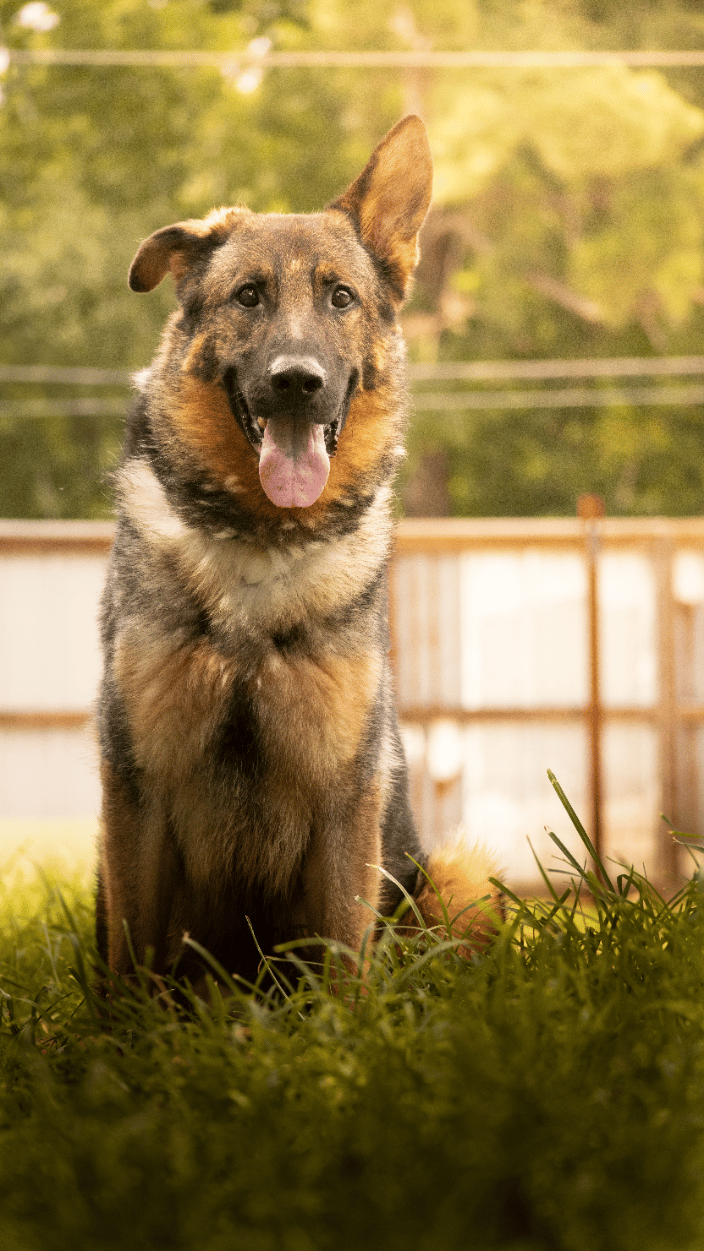 Portrait of a German Shepherd