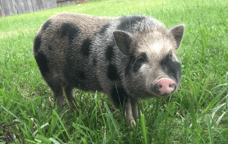Portrait of a miniature pig 