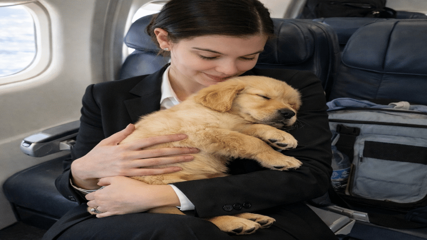 Golden Retriever transport 