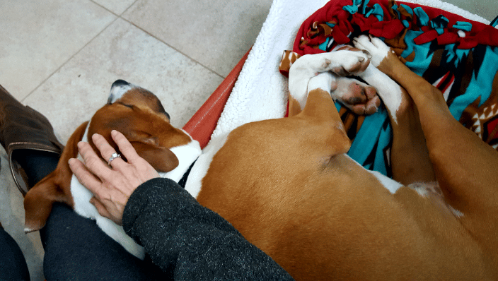 Animals in shelters love reiki