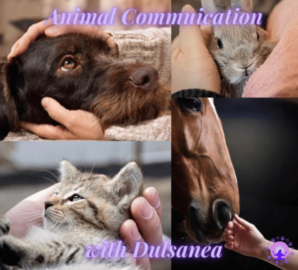 Animal communication services
