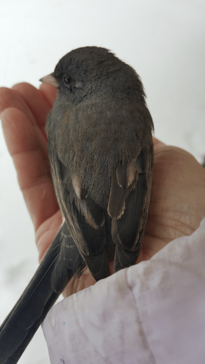 This bird said yes to Reiki and was able to fly again