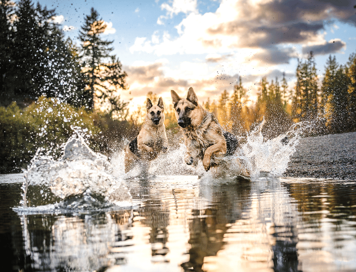 Dutch shepherds splashing through the Spokane River at sunset.