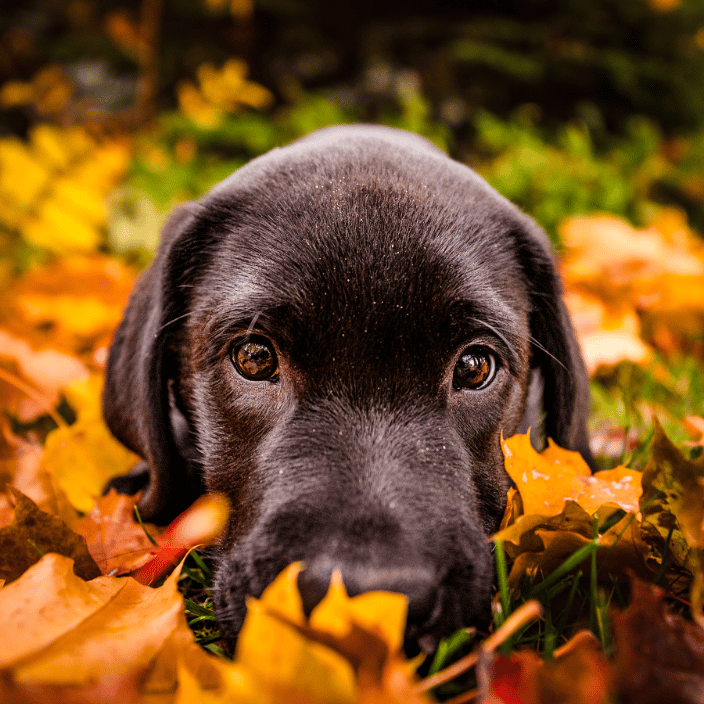 Black Lab puppy playing in the leaves.
