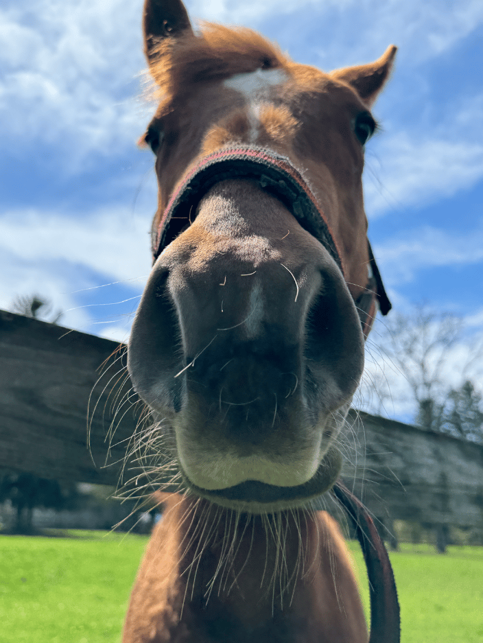 Horse I did a reading for