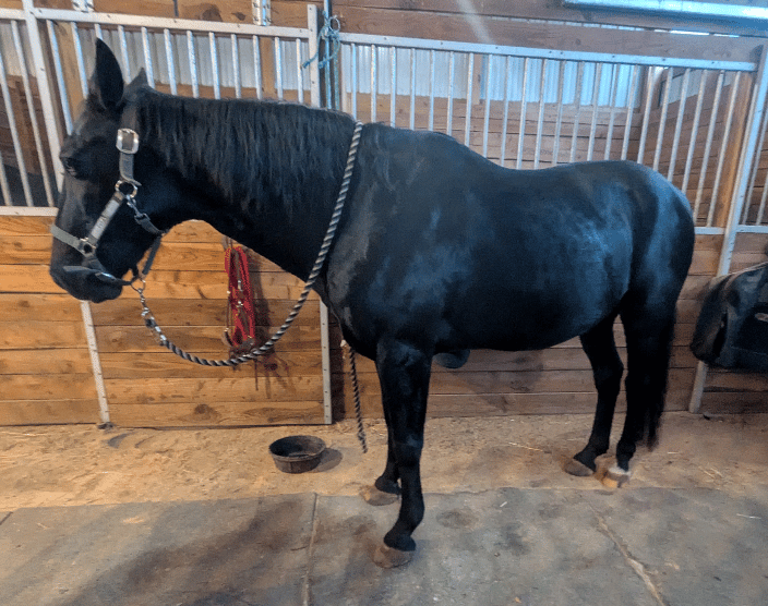 Horse I read for often