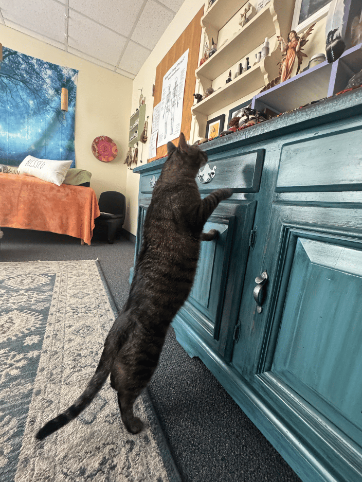 A cat who came to my office for a reading was interested in my healing crystals