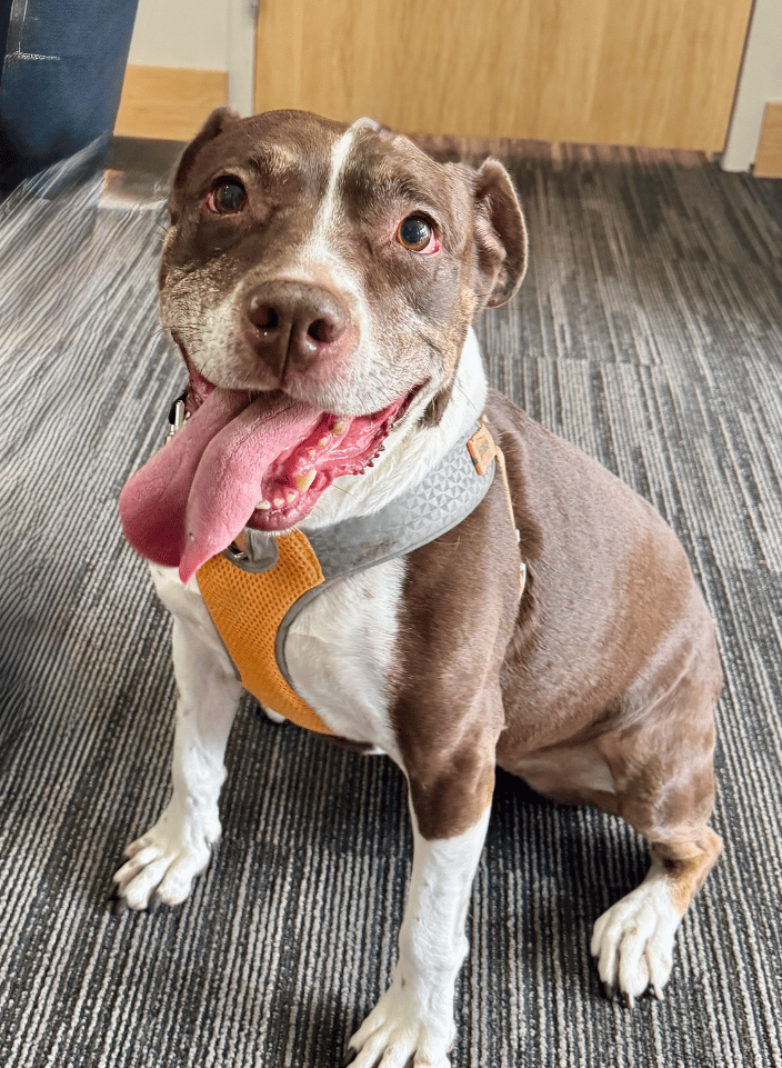 A cuddle bug who came in to my office for a reading