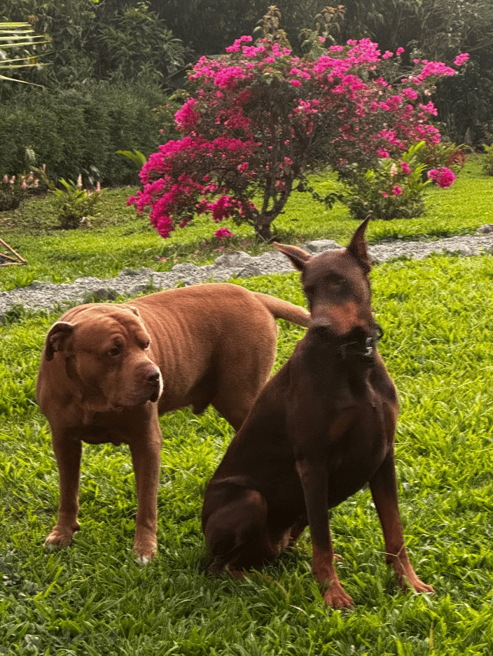 I helped the big dog, Verner in Costa Rica.