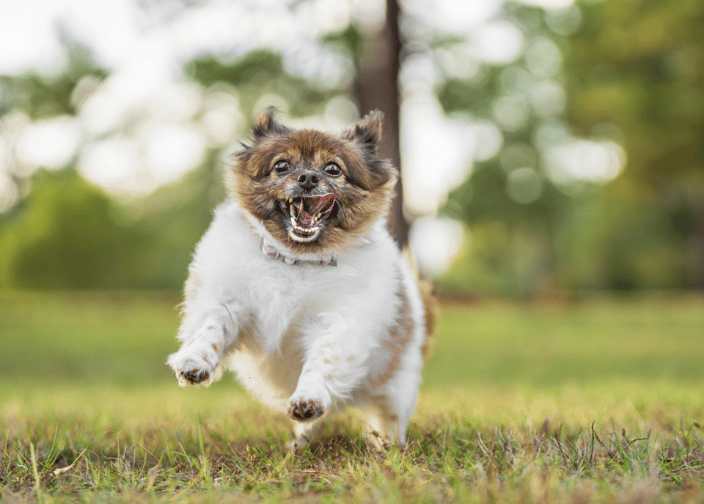 Dog running and having fun- Paws for Portraits