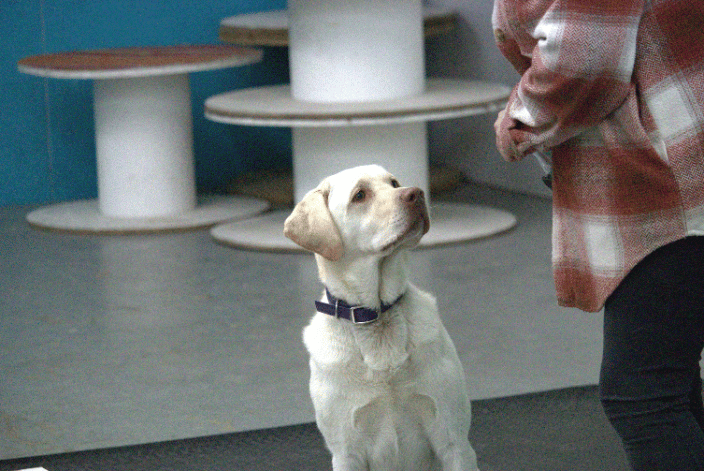 A Yellow Lab waits for a treat during a training session