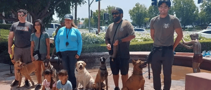 Group Dog Training Session