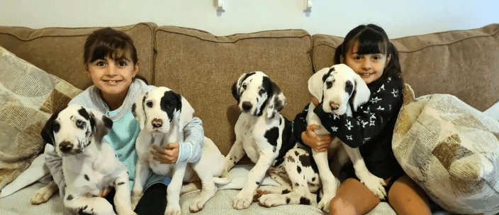 Trained puppies with kids