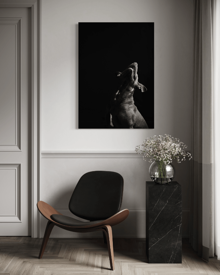 Playful wall portrait of dog