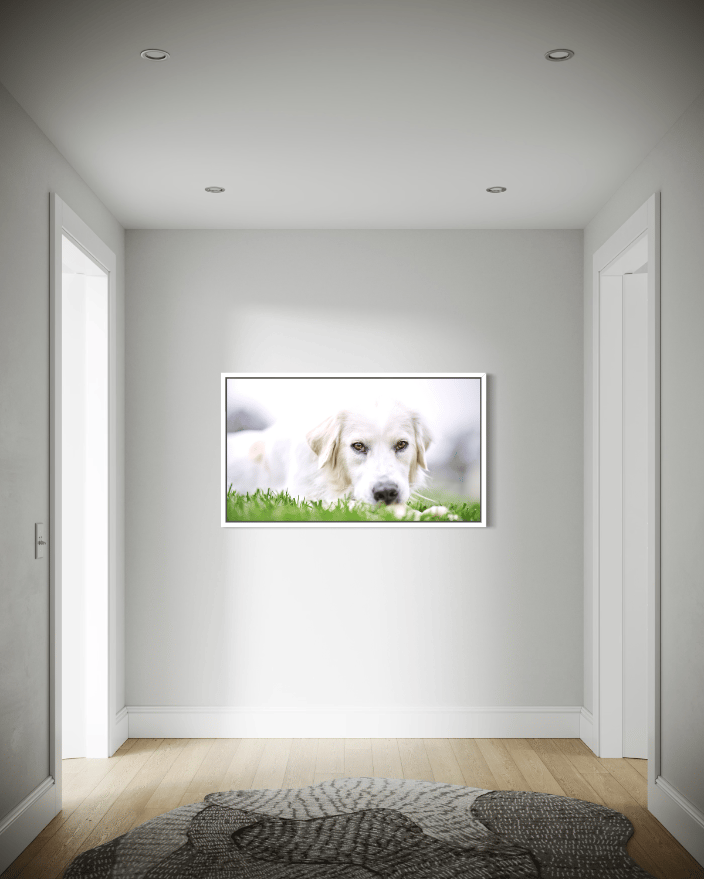 Wall portrait of client pyrenees dog