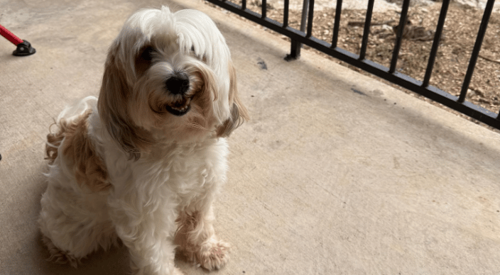 flight nanny austin tx