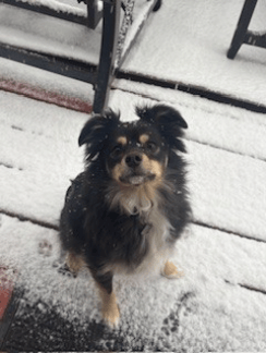 Roo - Mini Australian Shepard