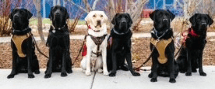 Service dogs in training!