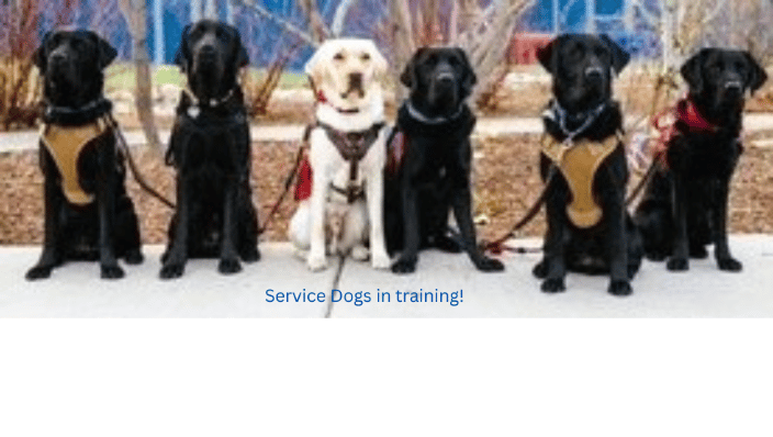Service dogs in training!