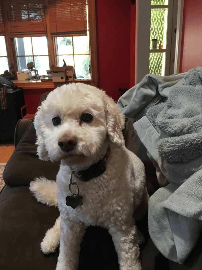 Riley (white cockapoo)
