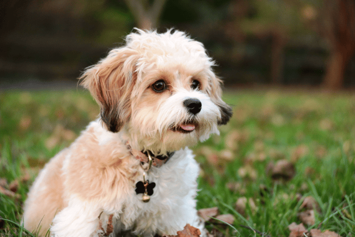 Stevie Budd (Cavachon)