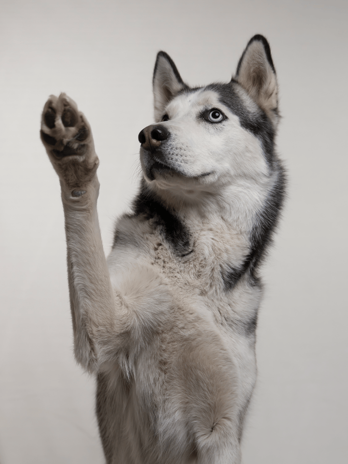 A studio portrait during one of our mobile studio sessions!