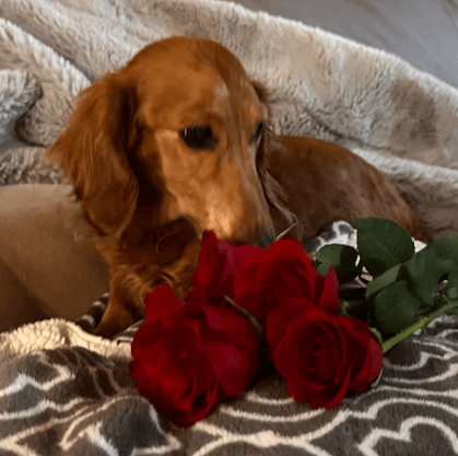 Rainbow Bridge Ceremony