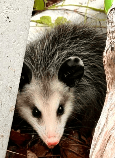 Communicate with Friendly Visitors