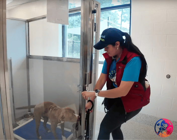 LifeLine Shelter Volunteering