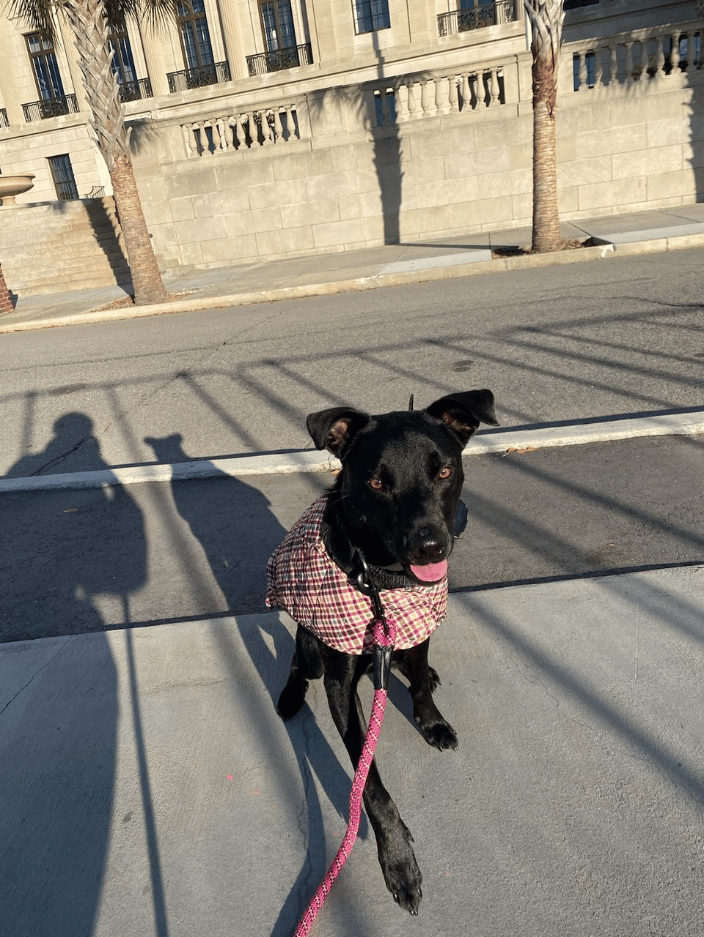 Pepper Ann on Dog walk