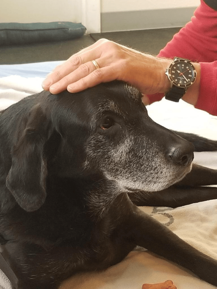 Senior Dog loving Reiki's healing energy