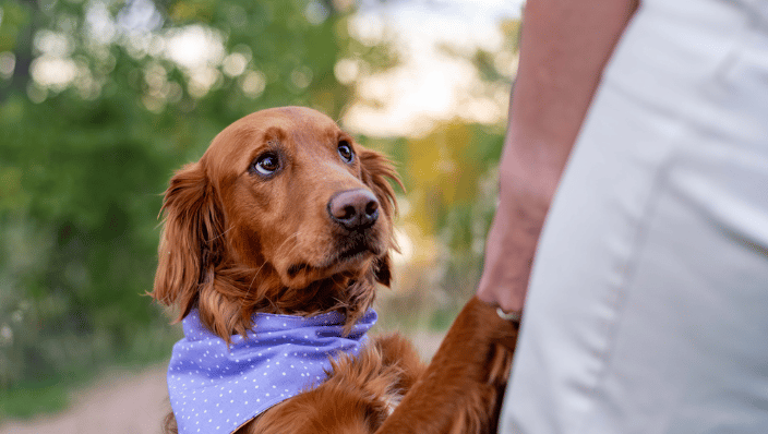 Golden Retriever dog held by human