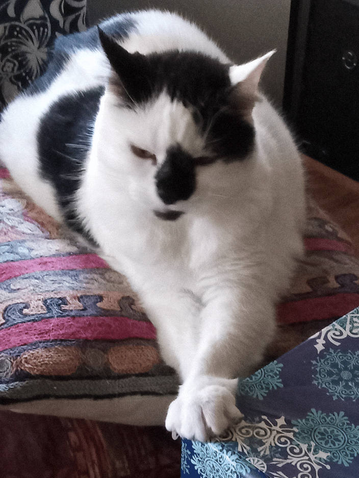 Aspen cat stretching, Menlo park pet sitting