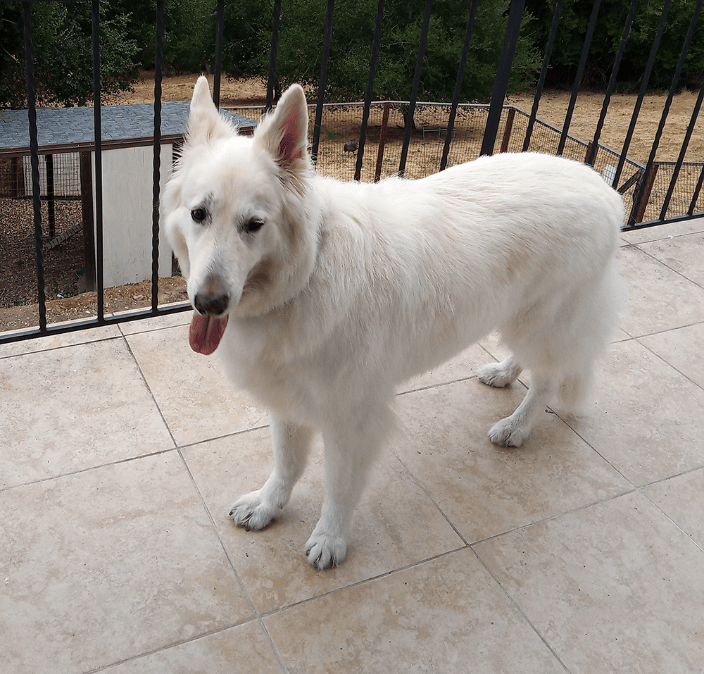 Zues on balcony, Swiss Shepard pet sitting Woodside