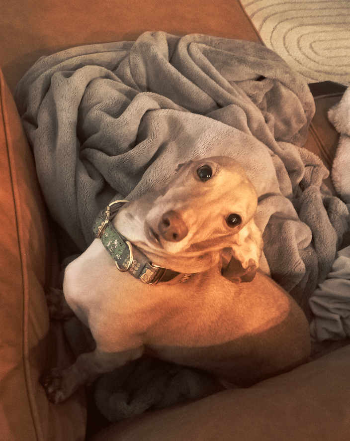 Paul Dachshund pet sitting Palo Alto