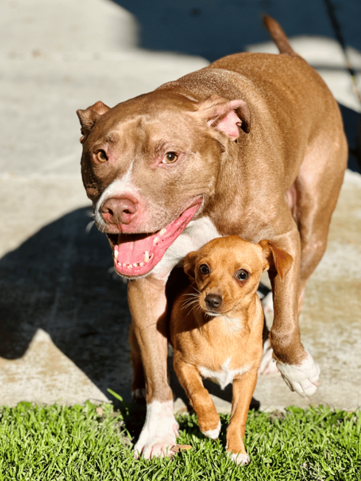 We train all breeds and sizes!