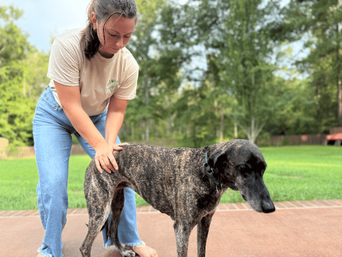 Dr. Kristin adjusting a dog